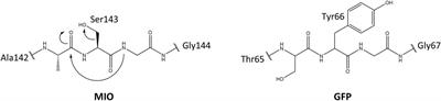 Origin and Evolution of Enzymes with MIO Prosthetic Group: Microbial Coevolution After the Mass Extinction Event